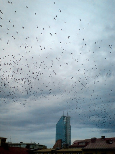 Bird invasion