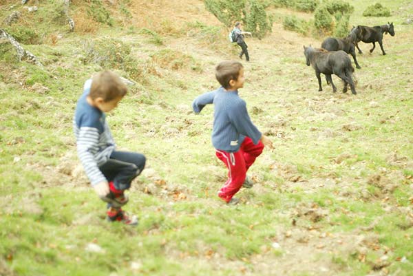 mikaela_larm_3 Herd animals