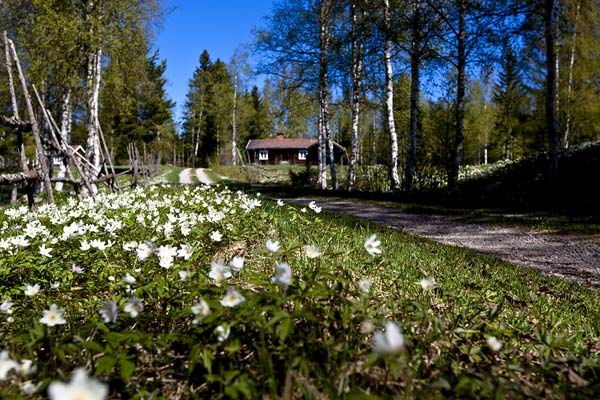 Spring has arrived at Alsjövallen