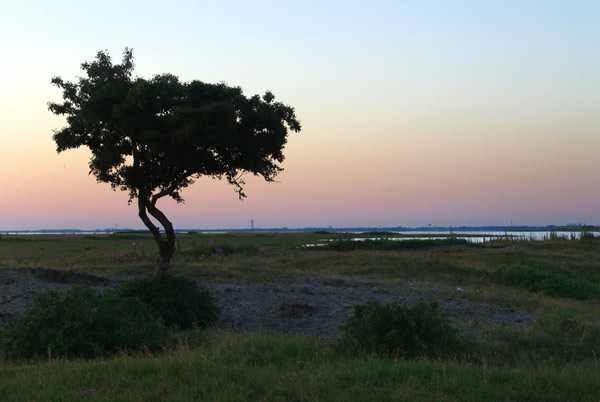 One of the few trees along the Skanör coastline. Just underneath the tree, a glimpse of one the tallest residential buildings in Europe - Turning Torso in Malmö.